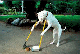 chien crote